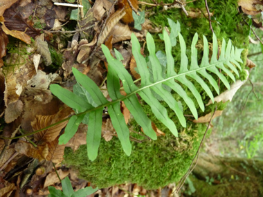 Fronde mâle (stérile). Agrandir dans une nouvelle fenêtre (ou onglet)